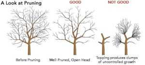 Tree Trimming And Pruning Tips