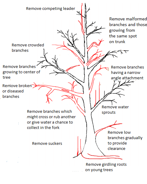 Tree Trimming And Pruning Tips